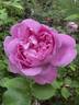 Mary Rose ® rose photo