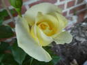 Limona rose photo
