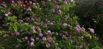 Tricolore de Flandre rose photo