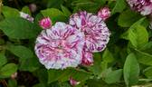 Tricolore de Flandre rose photo