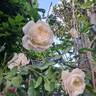 Alaska rose photo