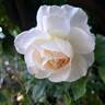Kosmos ® Fairy Tale rose photo