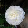 Kosmos ® Fairy Tale rose photo