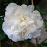 Kosmos ® Fairy Tale rose photo