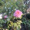 Jean Carles rose photo
