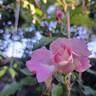 Jean Carles rose photo