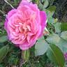 Agnes B rose photo