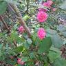 Amica rose photo