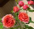 Crazy Love rose photo