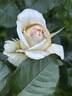 Aubade rose photo