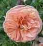 Mango Veranda ® rose photo