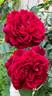 The Squire ® rose photo