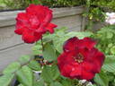 Gruss an Bayern ® rose photo