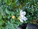 Iwona ® rose photo