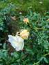 Iwona ® rose photo