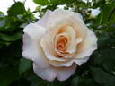 Eloise ® rose photo