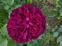 William Shakespeare 2000 ™ rose photo