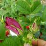 Dart's Dash rose photo