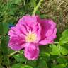 Dart's Dash rose photo