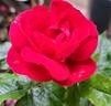 Rose du CICR rose photo
