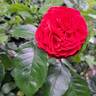 Scarlet Bonica rose photo