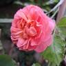 Boscobel rose photo