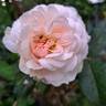 A Shropshire Lad rose photo