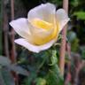 Limona rose photo