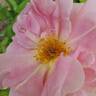 Vanguard rose photo