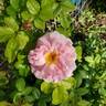Vanguard rose photo