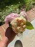 Charles Darwin ® rose photo