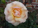 Anne Harkness rose photo