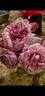 Amy Vanderbilt rose photo
