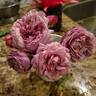 Amy Vanderbilt rose photo