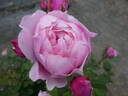 The Alnwick Rose rose photo