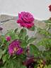 Heidi Klum Rose ® rose photo