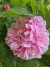 Jacques Cartier rose photo
