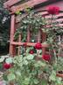 Don Juan rose photo