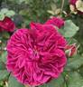 Darcey Bussell rose photo