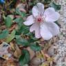 Astronomia rose photo