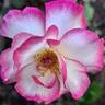 Handel® rose photo