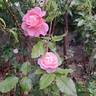 Jean Carles rose photo