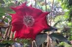 Vittel rose photo