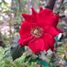 Vittel rose photo