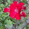 Vittel rose photo