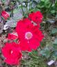 Vittel rose photo