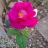 Baby Blue rose photo