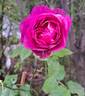 Catherine de Médicis rose photo