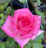 Foolish Pleasure ™ rose photo