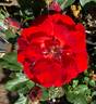 Florange rose photo